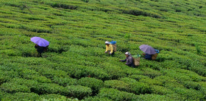 マカイバリ：収穫からインフュージョンまで、特別なお茶