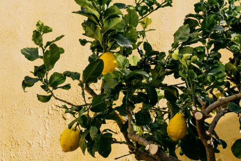 香りへのこだわり③ 太陽と地中海の贈り物 - クスミティーが「シチリア産レモン」にこだわる理由