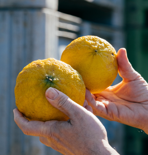香りへのこだわり② アールグレイの魂 - カラブリアの至宝「ベルガモット」